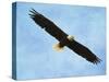 By His Grace Bald Eagle-Jai Johnson-Stretched Canvas