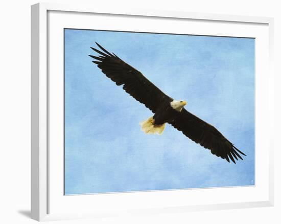 By His Grace Bald Eagle-Jai Johnson-Framed Giclee Print