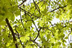 Leaves of a Chestnut Tree-By-Photographic Print