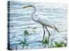 By the Lake Egret-Bruce Nawrocke-Stretched Canvas