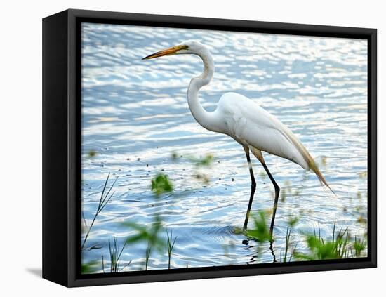 By the Lake Egret-Bruce Nawrocke-Framed Stretched Canvas