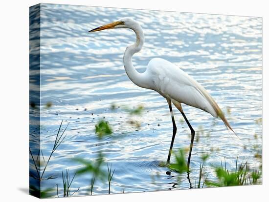 By the Lake Egret-Bruce Nawrocke-Stretched Canvas