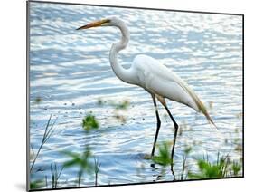 By the Lake Egret-Bruce Nawrocke-Mounted Art Print