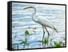 By the Lake Egret-Bruce Nawrocke-Framed Stretched Canvas