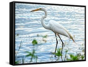 By the Lake Egret-Bruce Nawrocke-Framed Stretched Canvas