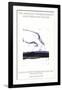 By the Sea-Robert Motherwell-Framed Collectable Print