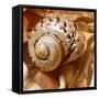 By the Seashore Square II-Susan Bryant-Framed Stretched Canvas