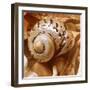 By the Seashore Square II-Susan Bryant-Framed Photographic Print