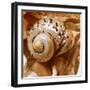 By the Seashore Square II-Susan Bryant-Framed Photographic Print