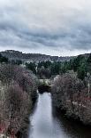 Forest Brocéliande-By-Photographic Print