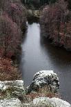 Forest Brocéliande-By-Photographic Print