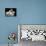 Bye Bye Birdie, Ann-Margret, Bobby Rydell, 1963-null-Photo displayed on a wall