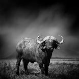 Elephant-byrdyak-Laminated Photographic Print