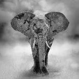 Elephant-byrdyak-Photographic Print