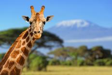 Giraffe in Front of Kilimanjaro Mountain-byrdyak-Photographic Print