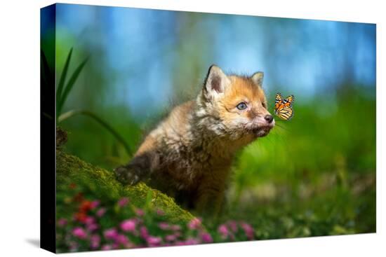 Stretched Canvas Print, , large