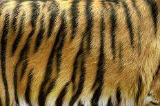 Texture of Real Tiger Skin-byrdyak-Photographic Print