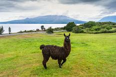 Alpaca and Osorno Volcano on A Cloudy Day, Chile-byvalet-Framed Photographic Print
