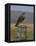 Bzzard (Buteo Buteo) on Fence Post, Captive, Cumbria, England, United Kingdom-Steve & Ann Toon-Framed Stretched Canvas