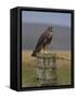 Bzzard (Buteo Buteo) on Fence Post, Captive, Cumbria, England, United Kingdom-Steve & Ann Toon-Framed Stretched Canvas