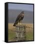 Bzzard (Buteo Buteo) on Fence Post, Captive, Cumbria, England, United Kingdom-Steve & Ann Toon-Framed Stretched Canvas