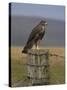 Bzzard (Buteo Buteo) on Fence Post, Captive, Cumbria, England, United Kingdom-Steve & Ann Toon-Stretched Canvas