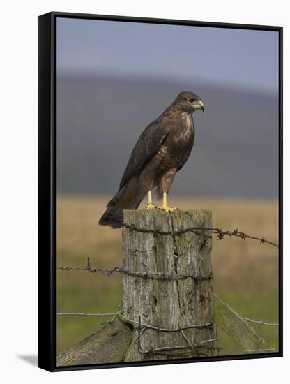 Bzzard (Buteo Buteo) on Fence Post, Captive, Cumbria, England, United Kingdom-Steve & Ann Toon-Framed Stretched Canvas