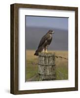 Bzzard (Buteo Buteo) on Fence Post, Captive, Cumbria, England, United Kingdom-Steve & Ann Toon-Framed Photographic Print