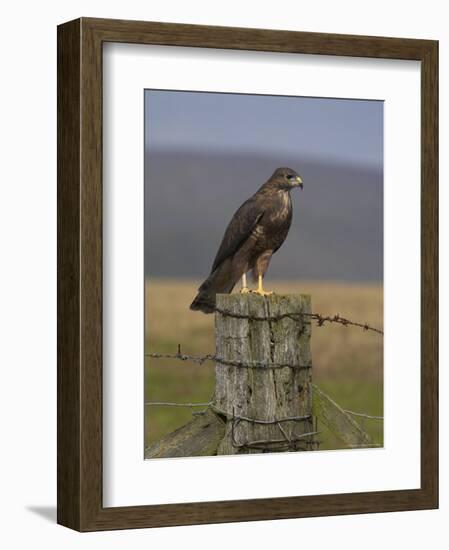 Bzzard (Buteo Buteo) on Fence Post, Captive, Cumbria, England, United Kingdom-Steve & Ann Toon-Framed Photographic Print