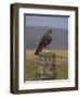 Bzzard (Buteo Buteo) on Fence Post, Captive, Cumbria, England, United Kingdom-Steve & Ann Toon-Framed Photographic Print