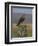 Bzzard (Buteo Buteo) on Fence Post, Captive, Cumbria, England, United Kingdom-Steve & Ann Toon-Framed Photographic Print