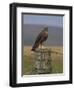 Bzzard (Buteo Buteo) on Fence Post, Captive, Cumbria, England, United Kingdom-Steve & Ann Toon-Framed Photographic Print