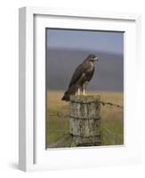 Bzzard (Buteo Buteo) on Fence Post, Captive, Cumbria, England, United Kingdom-Steve & Ann Toon-Framed Photographic Print