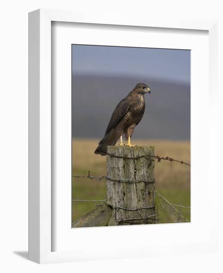 Bzzard (Buteo Buteo) on Fence Post, Captive, Cumbria, England, United Kingdom-Steve & Ann Toon-Framed Photographic Print