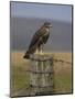 Bzzard (Buteo Buteo) on Fence Post, Captive, Cumbria, England, United Kingdom-Steve & Ann Toon-Mounted Photographic Print