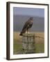 Bzzard (Buteo Buteo) on Fence Post, Captive, Cumbria, England, United Kingdom-Steve & Ann Toon-Framed Photographic Print