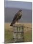 Bzzard (Buteo Buteo) on Fence Post, Captive, Cumbria, England, United Kingdom-Steve & Ann Toon-Mounted Photographic Print