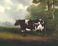 Prize Heifer-C^D^ Lange-Mounted Giclee Print