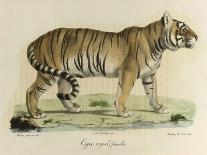 A Female Royal Tiger-C. de Last-Laminated Giclee Print