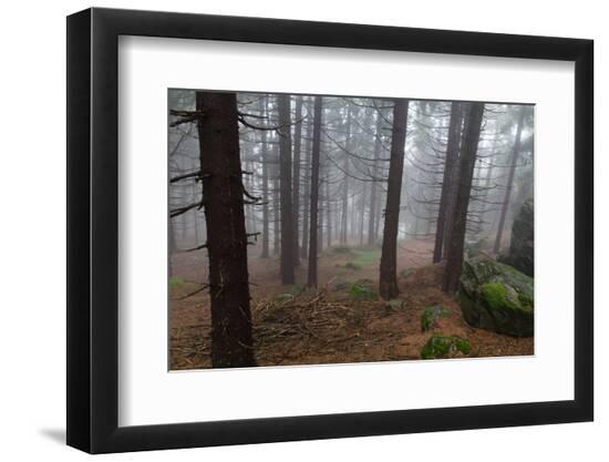 Premium Photographic Print, , large