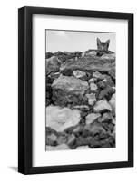 C’est Moi!-Jon Bertelli-Framed Photographic Print