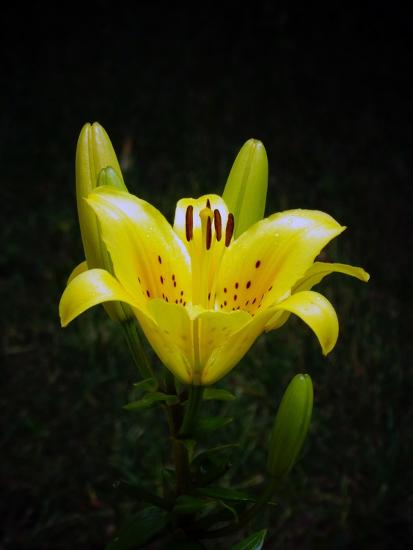 Photographic Print, , large