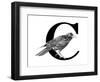 C is for Crow-Stacy Hsu-Framed Art Print