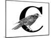 C is for Crow-Stacy Hsu-Mounted Art Print