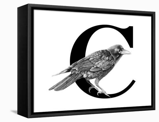 C is for Crow-Stacy Hsu-Framed Stretched Canvas