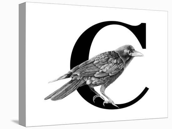C is for Crow-Stacy Hsu-Stretched Canvas