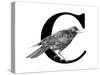 C is for Crow-Stacy Hsu-Stretched Canvas