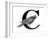 C is for Crow-Stacy Hsu-Framed Art Print