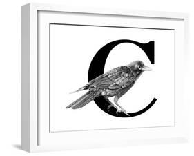 C is for Crow-Stacy Hsu-Framed Art Print