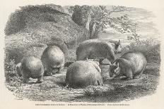 Phascolymus Latifrons Wombats in the Jardin d'Acclimatation in the Bois de Boulogne Paris-C. Jaque-Framed Stretched Canvas